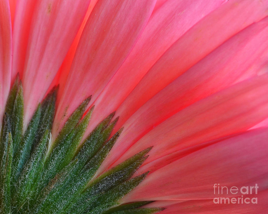 Floral Photograph - Pink Gerbera Flower Macro by Tea Maeklong Floral Photograph - Pink Gerbera Flower Macro by Tea Maeklong