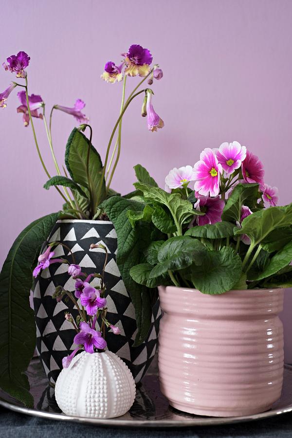 Pink German Primrose And African Violet streptocarpus Photograph by Cecilia Mller