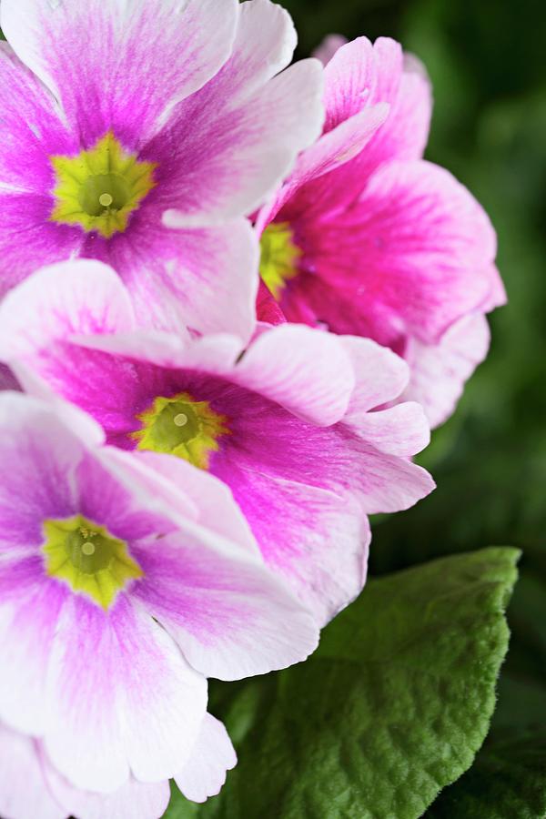 Pink German Primroses close-up Photograph by Cecilia Mller