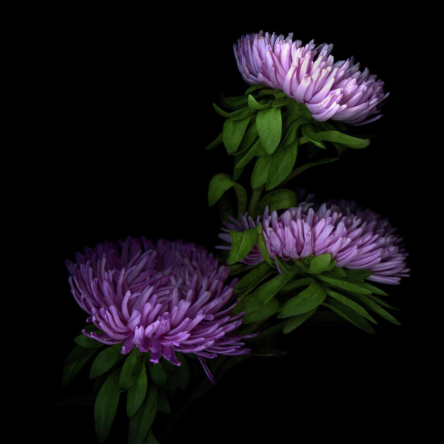 Pink Giant Asters Photograph by Photograph By Magda Indigo