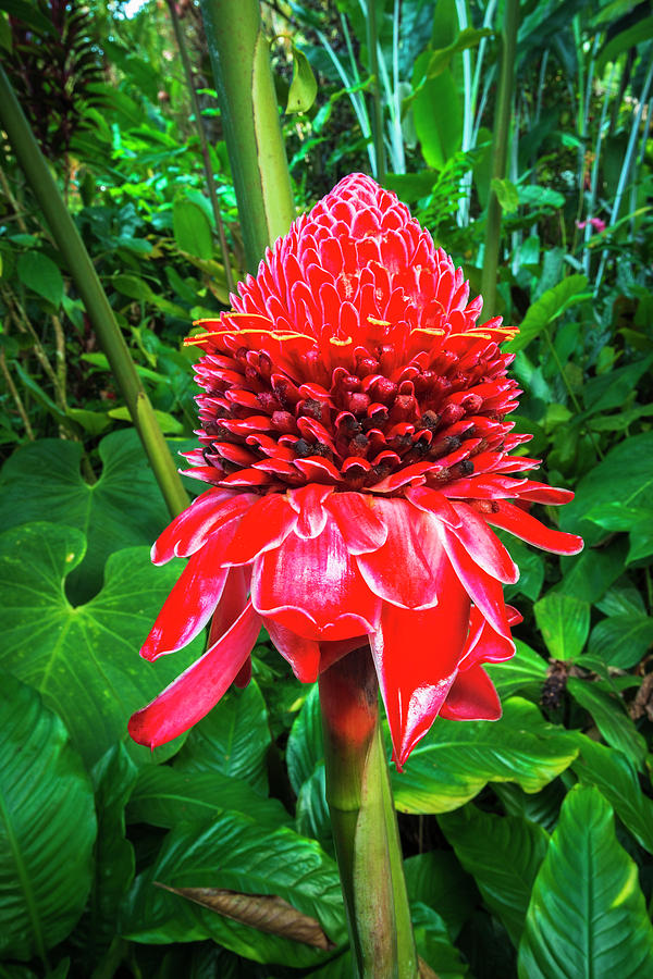 Pink Ginger At Hawaii Tropical Photograph by Russ Bishop - Fine Art America