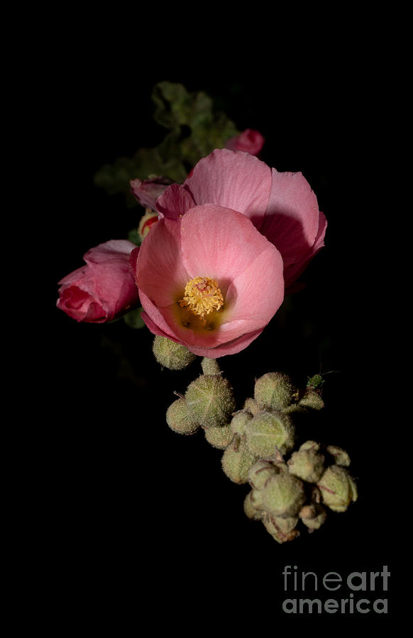 Pink Globe Mallow by Lisa Manifold Pink Globe Mallow by Lisa Manifold