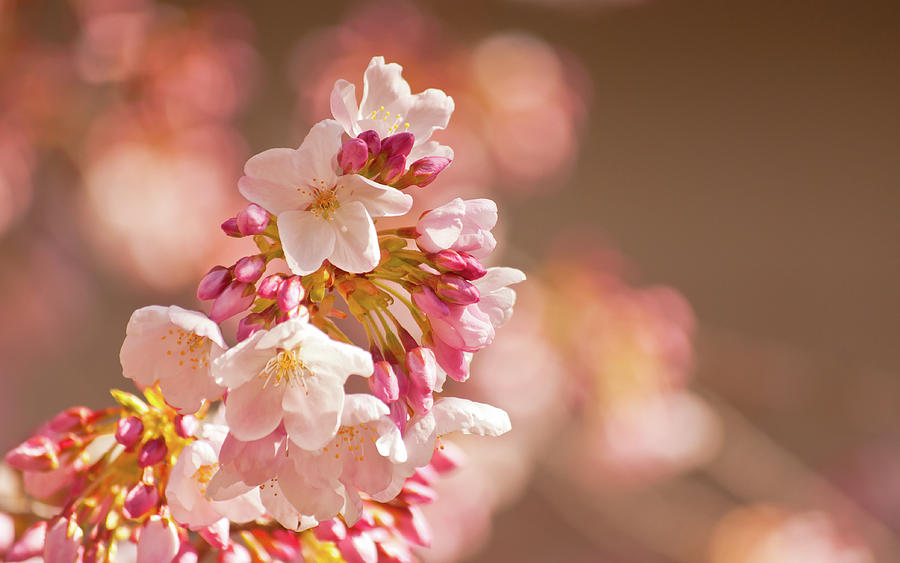 Pink Glow On White Blossoms Photograph by Orlin Bertsch