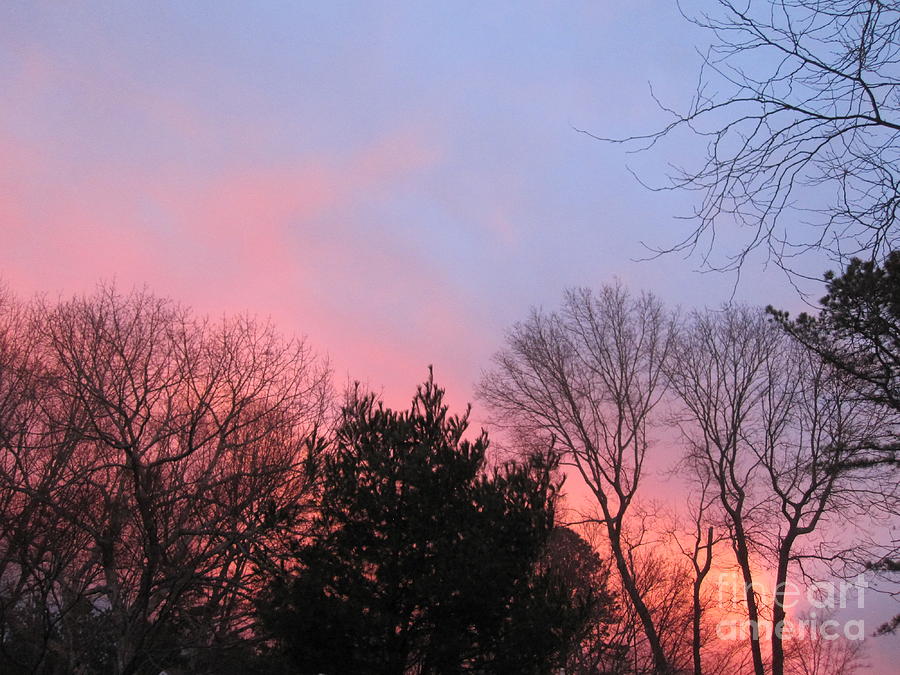 Trees Photograph - Pink Glowing Evening Sky 4 by Deborah A Andreas Trees Photograph - Pink Glowing Evening Sky 4 by Deborah A Andreas