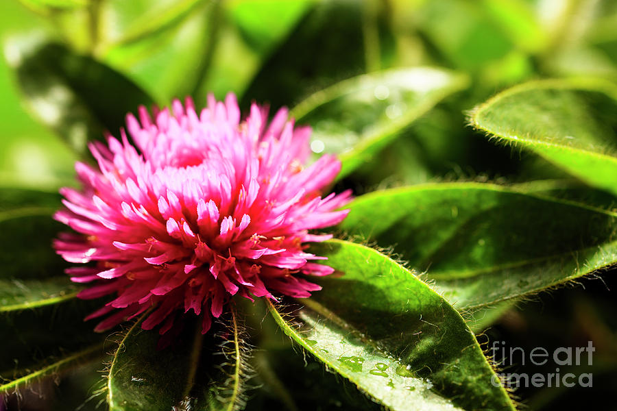 Pink Gomphrena Flower Photograph by Raul Rodriguez