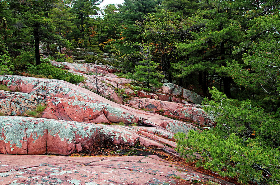 Pink Granite And Pine Photograph by Debbie Oppermann
