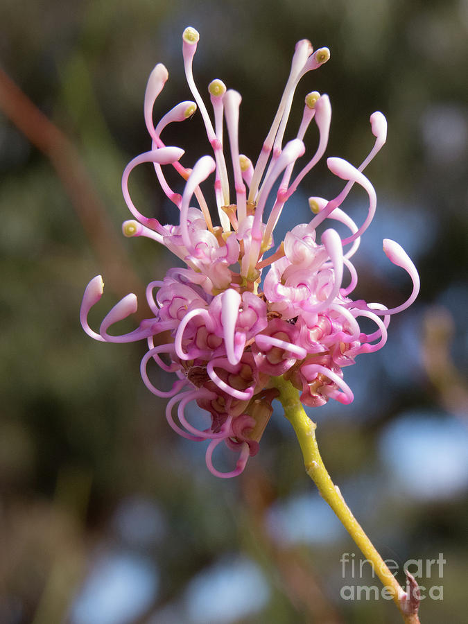 Pink Grevillea Flower 2 Photograph by Christy Garavetto