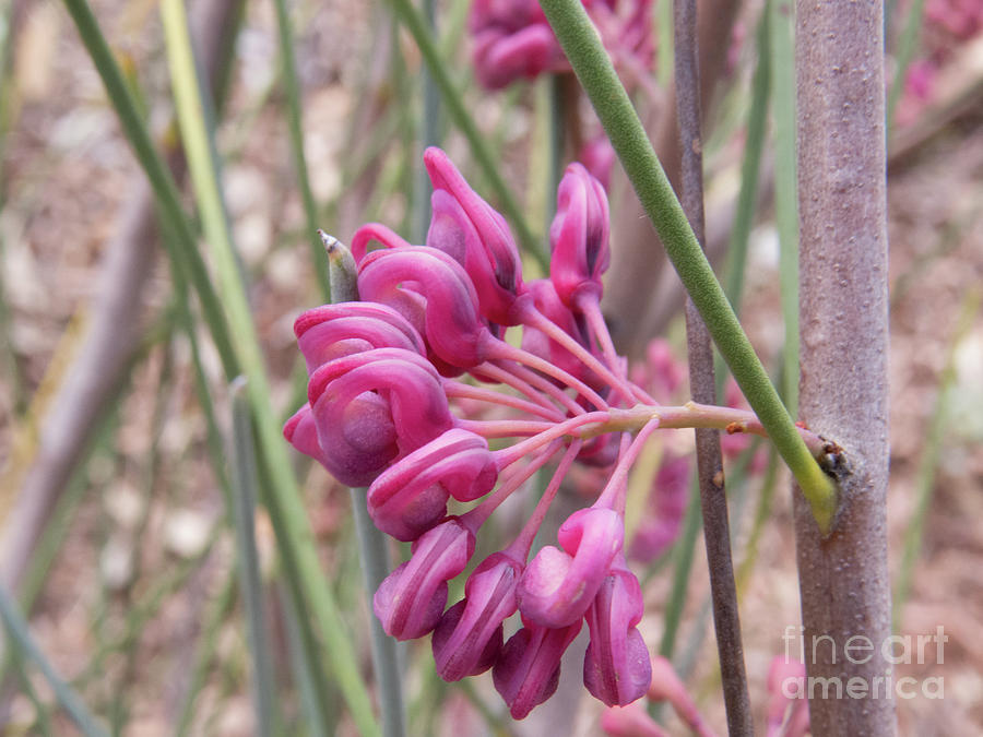 Pink Grevillea Flower Photograph by Christy Garavetto