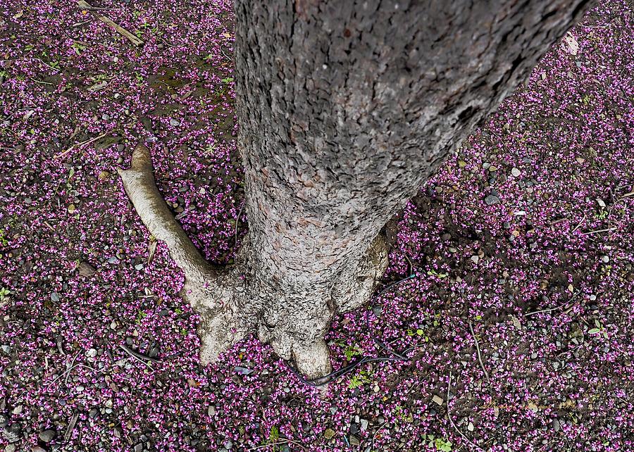 Pink Ground Cover Photograph