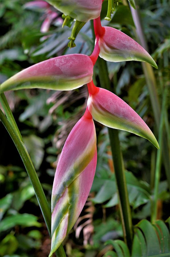 Pink Heliconia Beauty Photograph by Heidi Fickinger