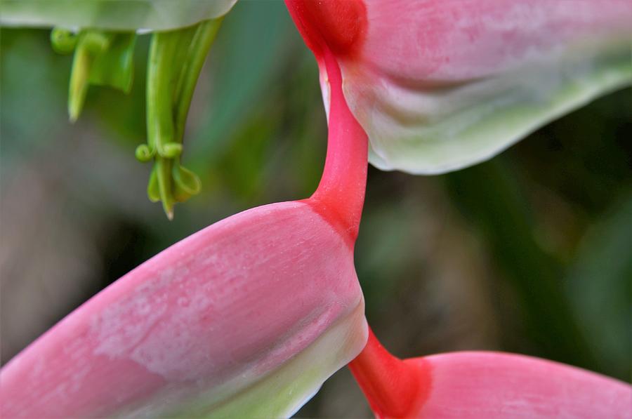 Pink Heliconia Detail # 2 Photograph by Heidi Fickinger