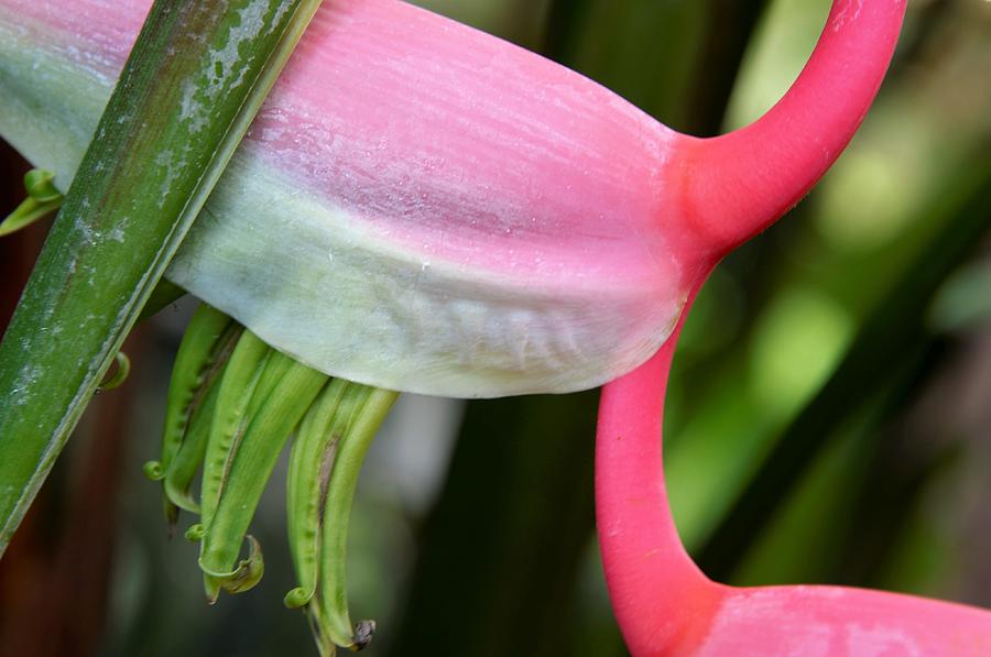Pink Heliconia Detail Photograph by Heidi Fickinger