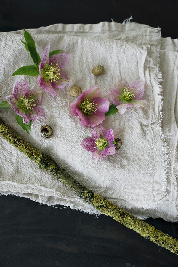Pink Hellebores, Snail Shells And Mossy Branch On Linen Cloth Photograph by Patsy&christian