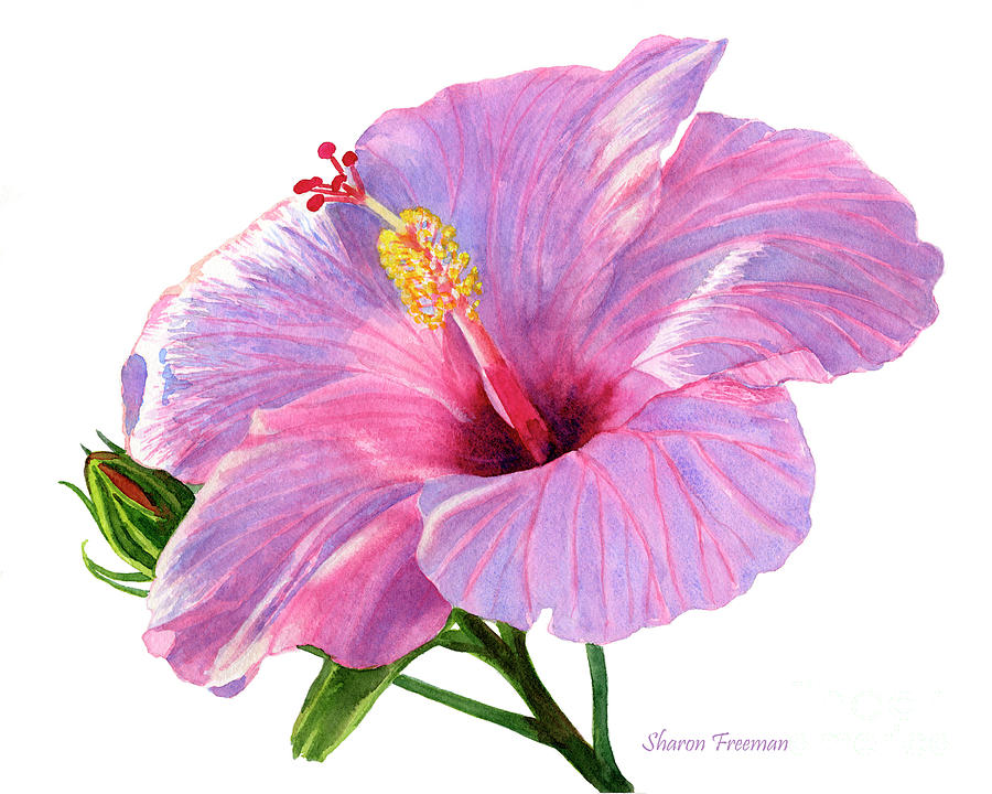 Pink Hibiscus Blossom with Blue Shadows Painting by Sharon Freeman ...