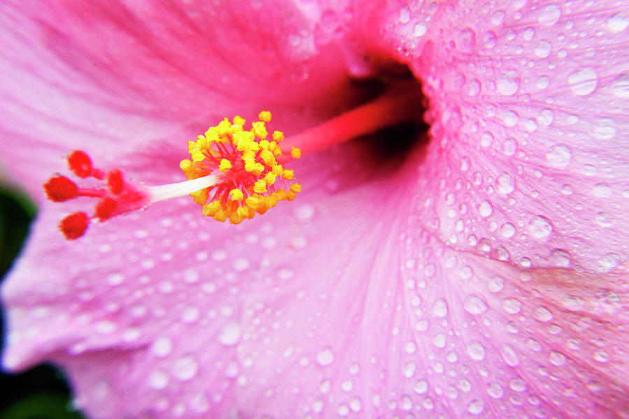Nature Photograph - Pink Hibiscus Drops by Sean Davey