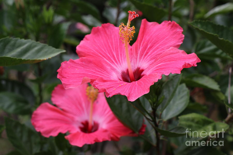 Pink Hibiscus Photograph by Dwight Cook