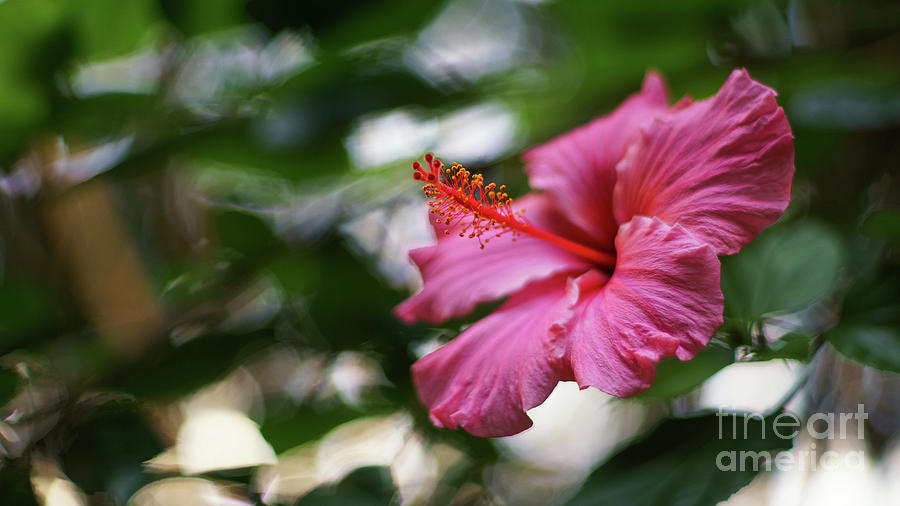 Pink Hibiscus Flower Photograph by Pablo Avanzini