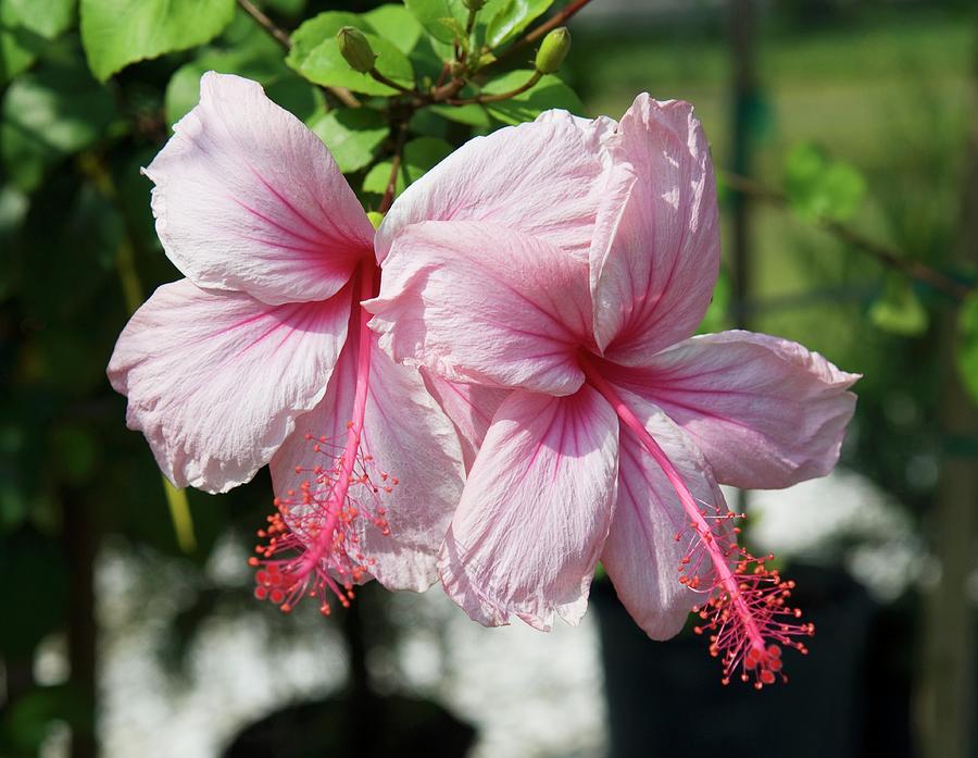 Pink Hibiscus Flowers On The Plant Photograph by James E. Farnum Photography