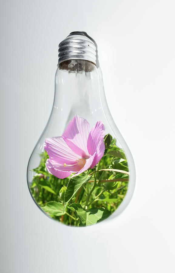 Pink Hibiscus in light bulb Photograph by Deborah Ritch