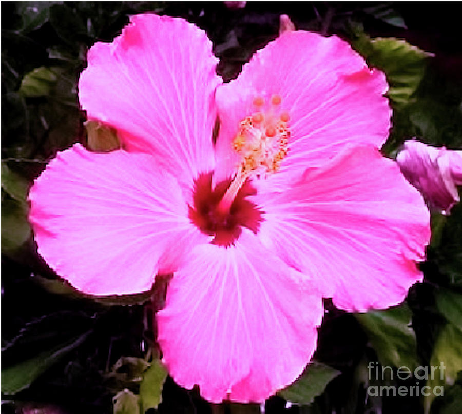 Pink Hibiscus by James Fannin Pink Hibiscus by James Fannin