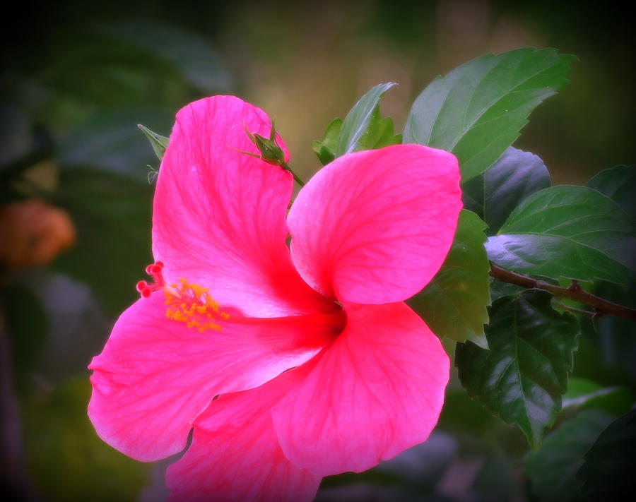 Pink Hibiscus Photograph by Kay Novy - Fine Art America
