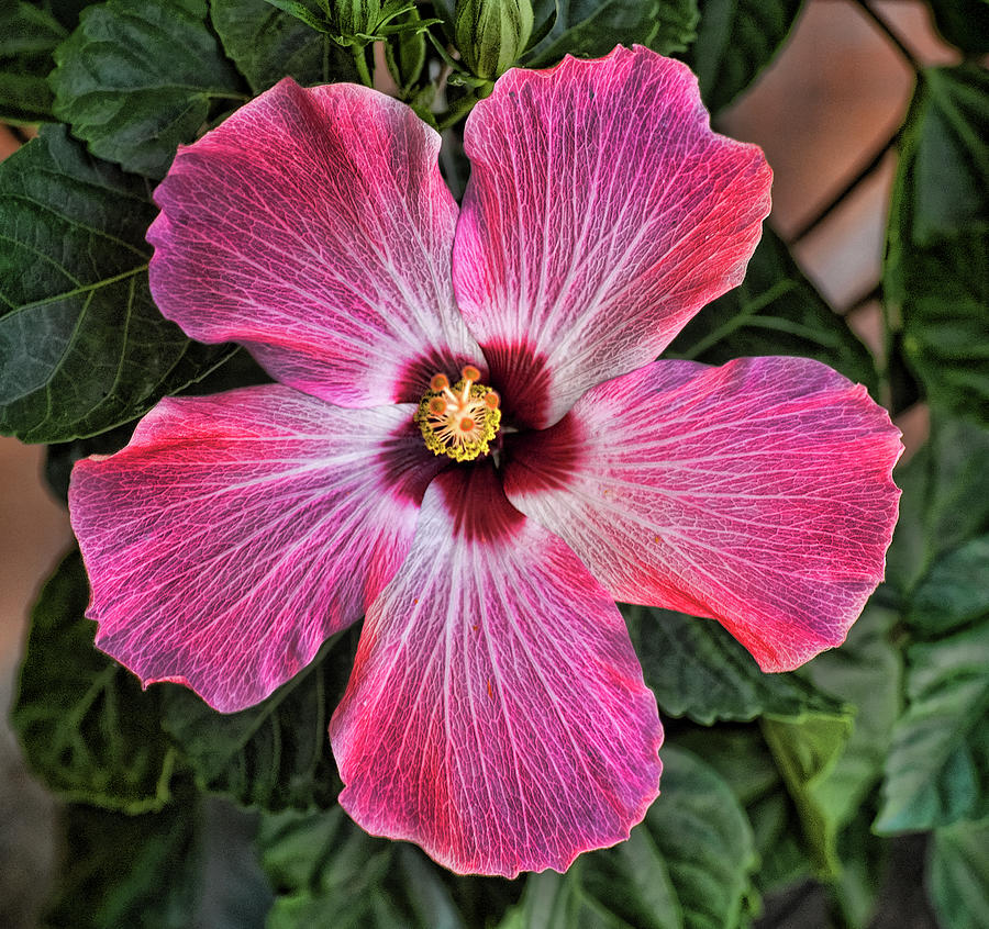 Flowers Still Life Photograph - Pink Hibiscus by Lori Hutchison
