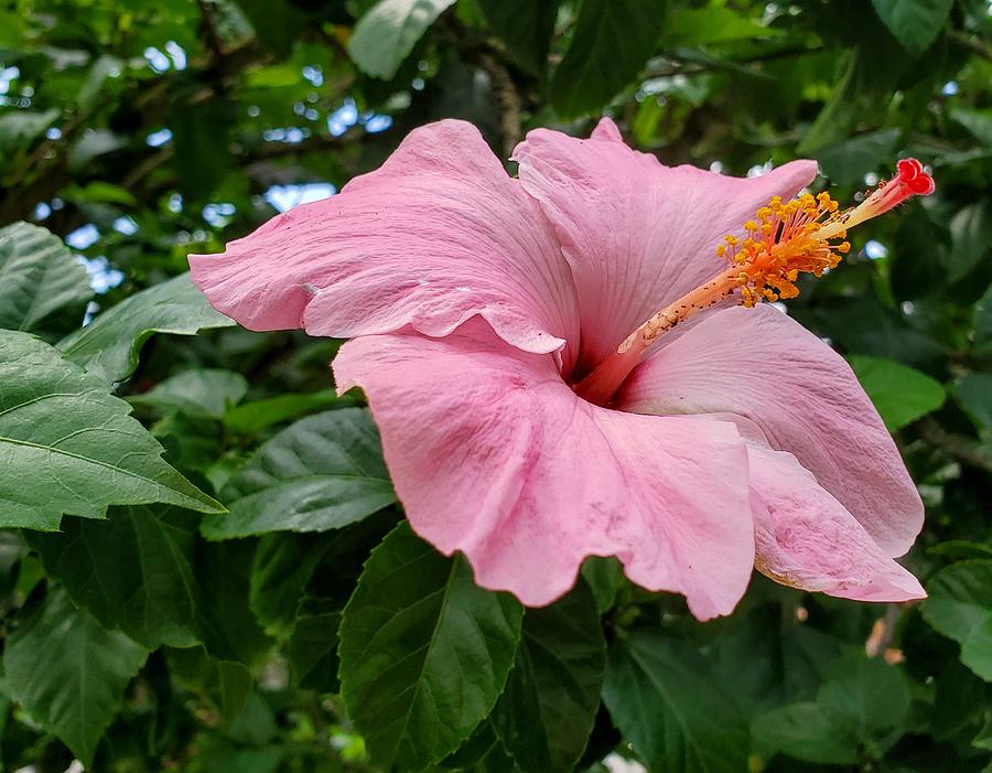 Pink Hibiscus Photograph by Nora Martinez