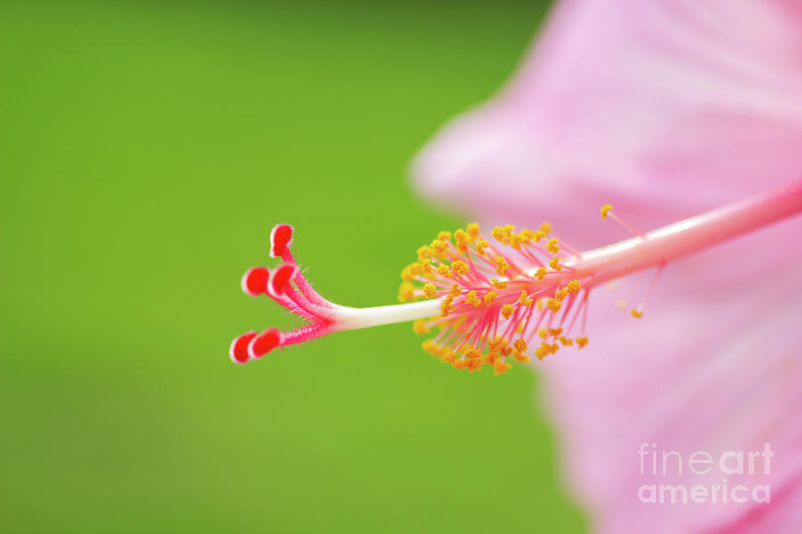 Pink Hibiscus Pistil and Stamens by Charmian Vistaunet Pink Hibiscus Pistil and Stamens by Charmian Vistaunet