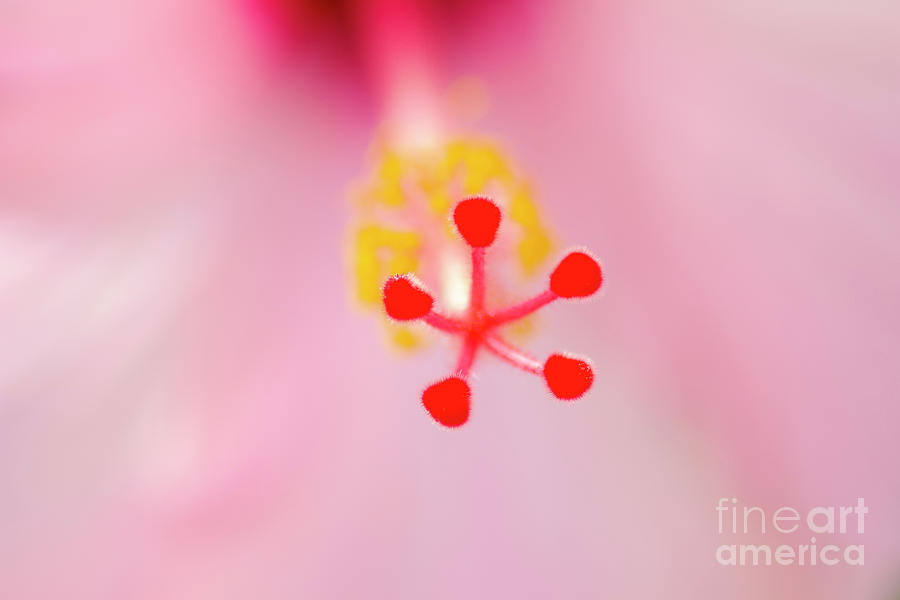 Pink Hibiscus Pistil Macro by Charmian Vistaunet Pink Hibiscus Pistil Macro by Charmian Vistaunet