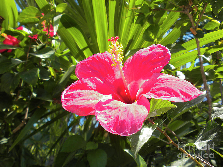 Pink Hibiscus by Randall Saltys Pink Hibiscus by Randall Saltys