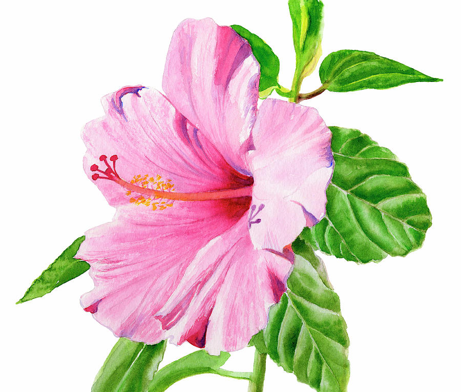 Pink Hibiscus with White Background Painting by Sharon Freeman - Fine Art  America