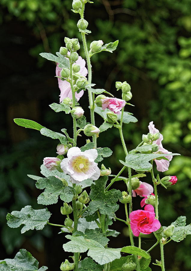 Pink Hollyhocks Photograph by Jeff Townsend