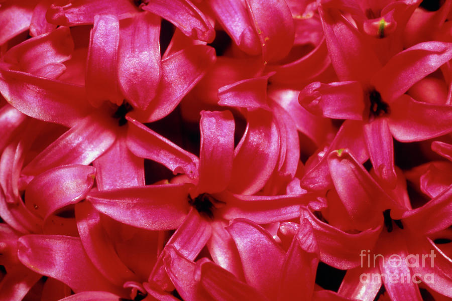 Pink Hyacinth Flowers. Photograph by George Bernard/science Photo Library
