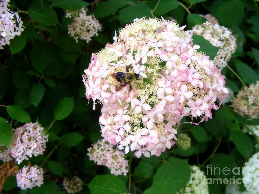 Pink Hydrangea and Bee Photograph by Nancy Kane Chapman