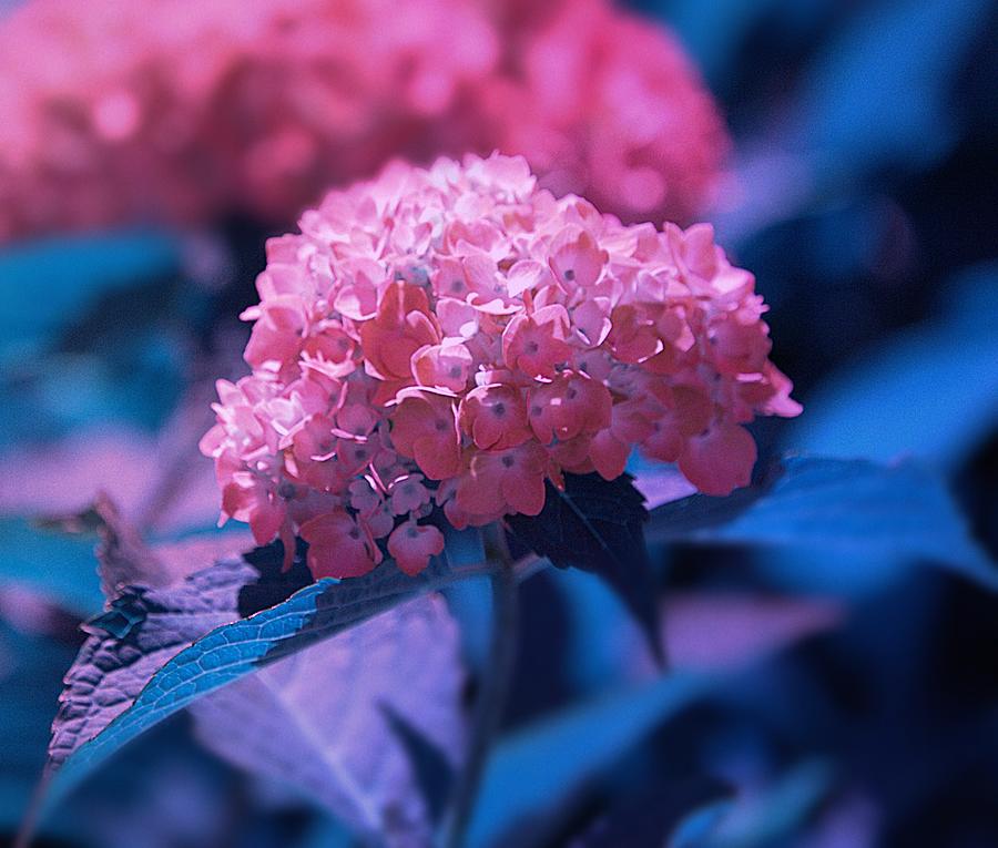 Pink Hydrangea Photograph by Joan Han