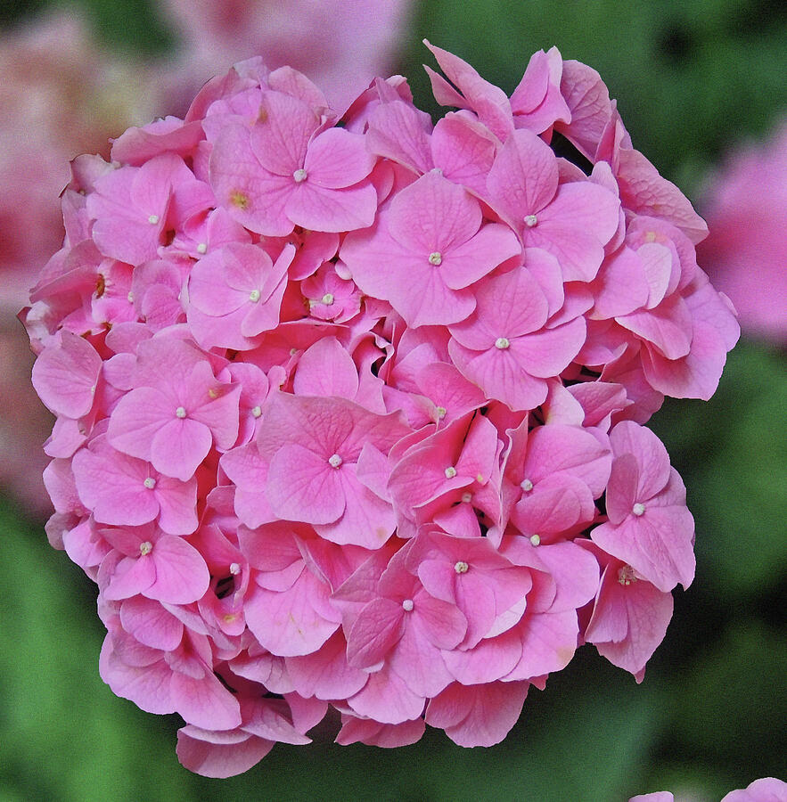 Flower Photograph - Pink Hydrangea Macro by Marian Bell
