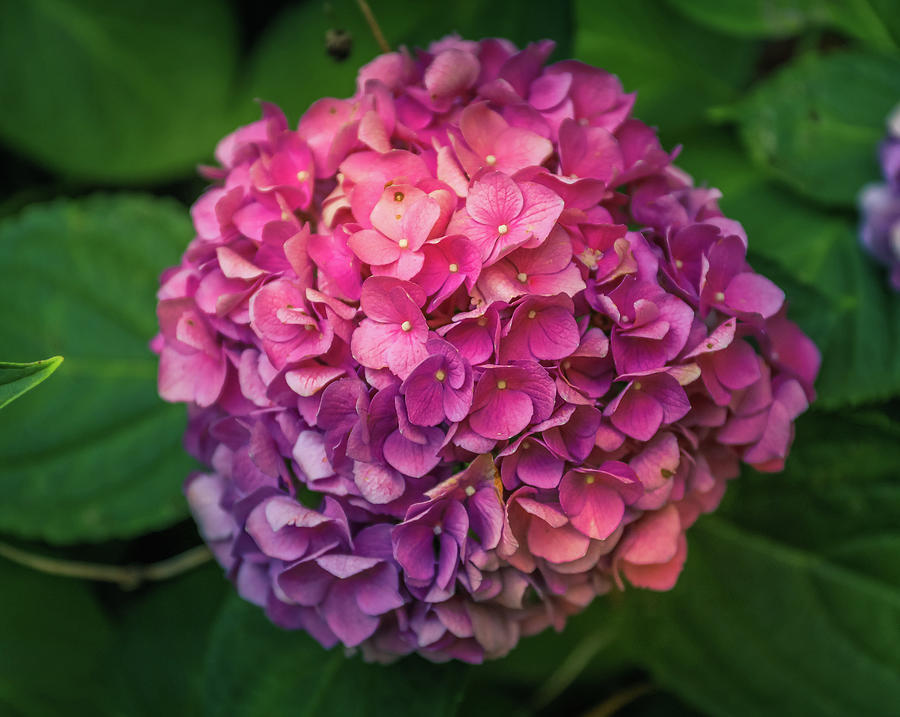 Pink Hydrangeas by Dan Sproul Pink Hydrangeas by Dan Sproul