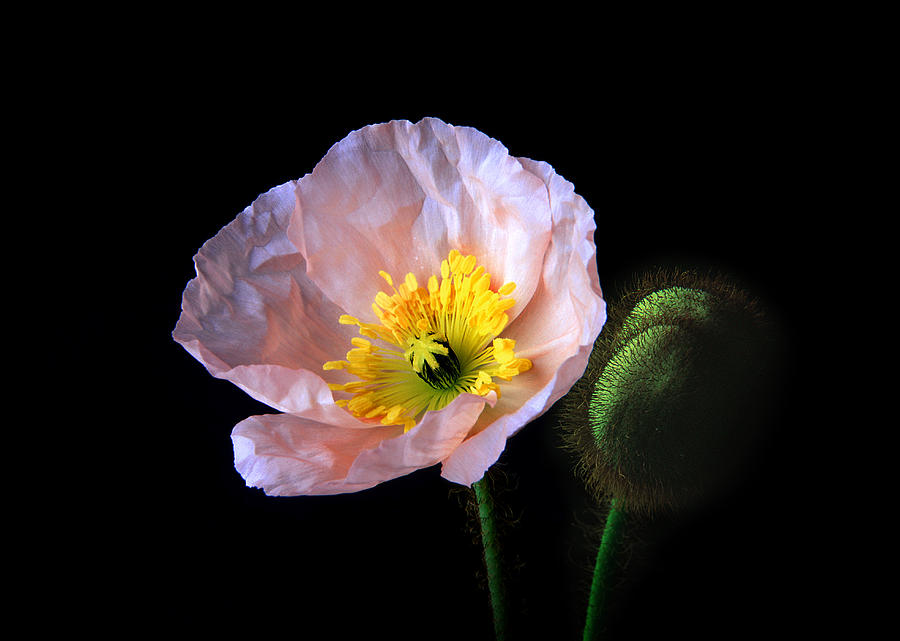 Pink Iceland Poppy Flower And Bud Photograph by Diane Miller - Pixels