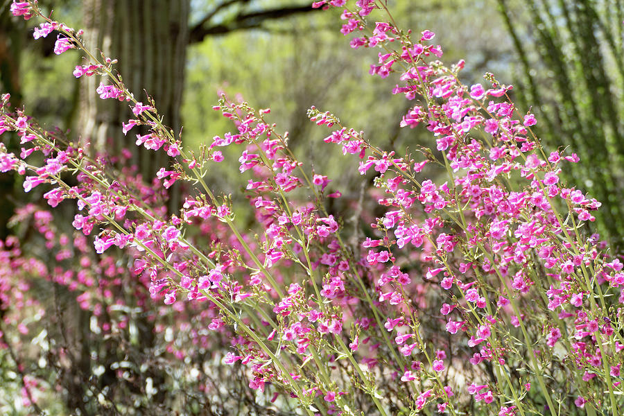 Pink In The Desert Photograph
