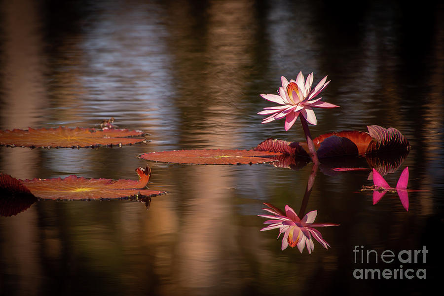 Spring Photograph - Pink In The Morning Light by Sabrina L Ryan