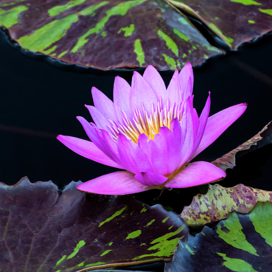Pink In The Pond 8753 Photograph by Ginger Stein