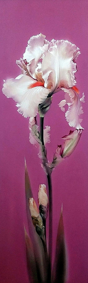 Pink Iris Painting by Alina Oseeva