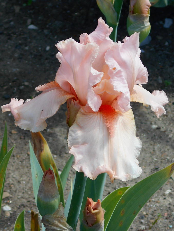 Pink Iris Photograph by Barbara Keith