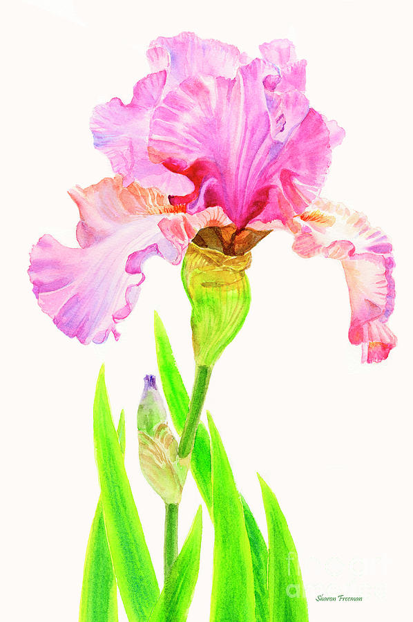 Pink Iris with Leaves Painting by Sharon Freeman