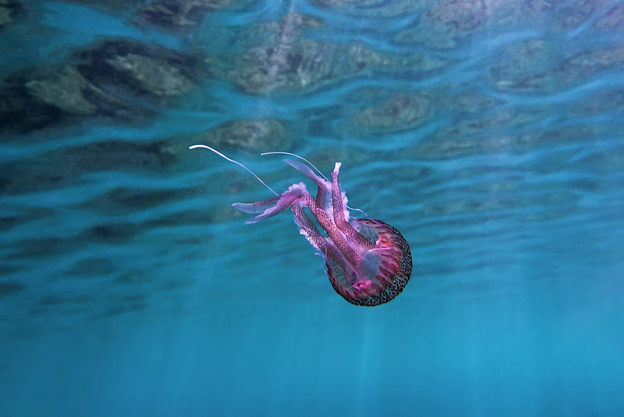 Pink Jellyfish In The Mediterranean Photograph by Efilippou