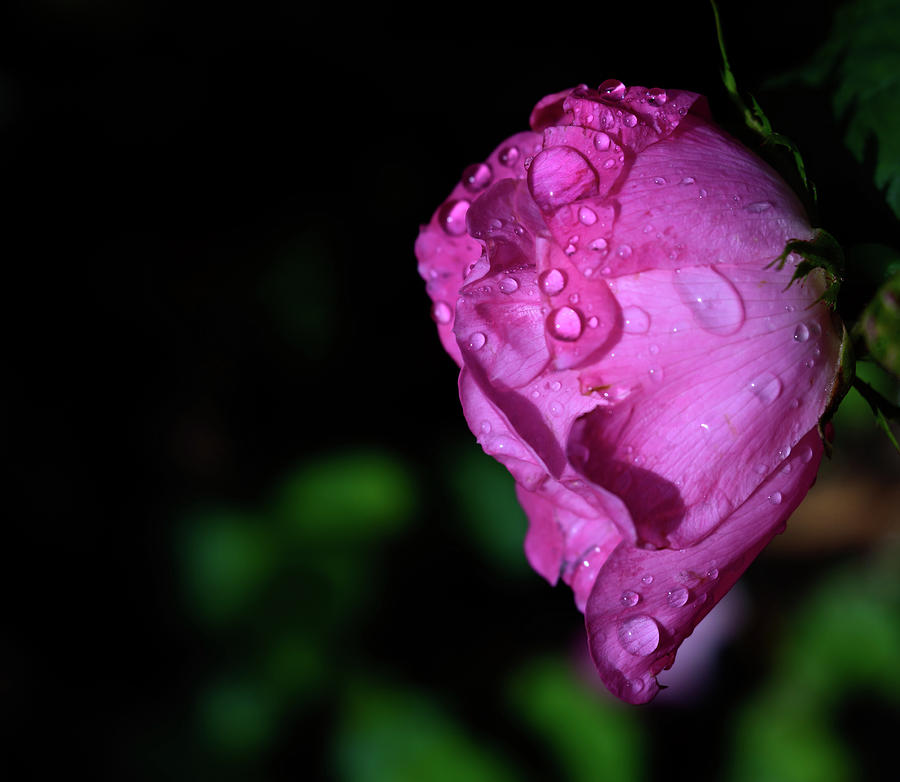 Pink Knockout Rose After The Rain Photograph by Liz Albro