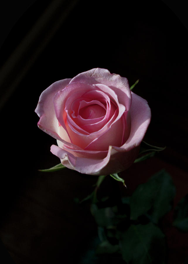 Rose Photograph - Pink Lady by Rhonda McDougall