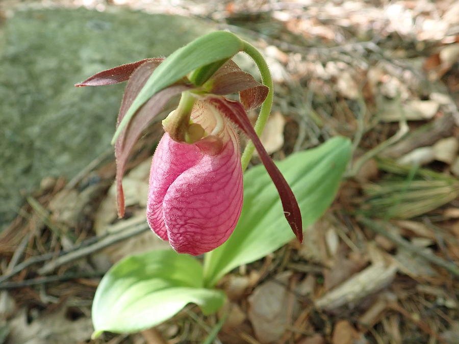 Pink Lady Slipper 4 Photograph by Robert Nickologianis