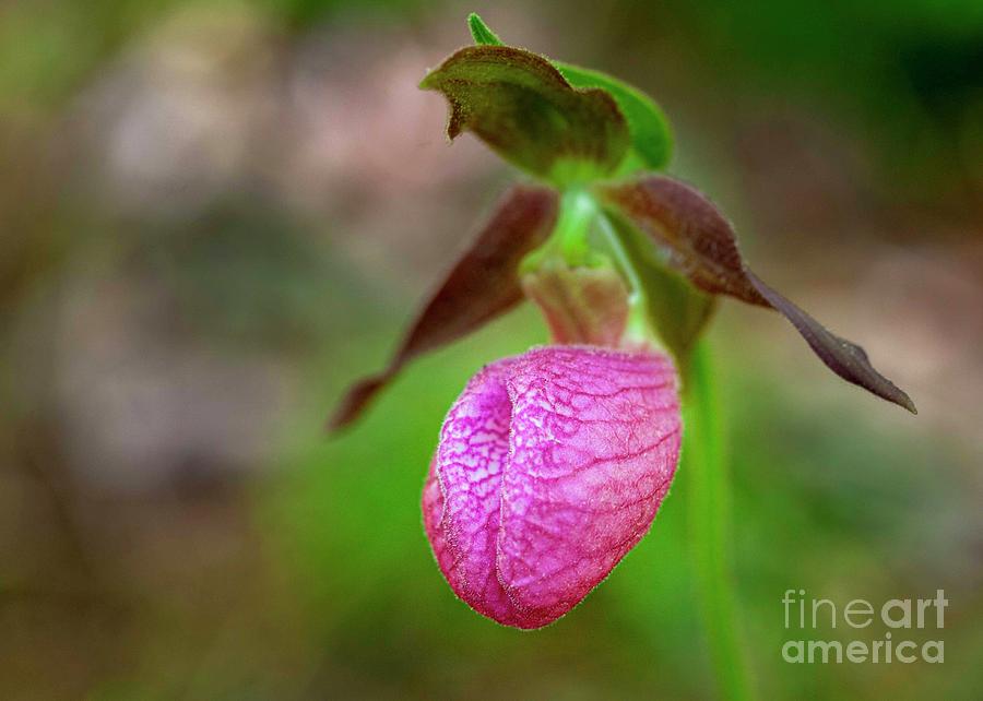 Pink Lady Slipper Photograph by Laurinda Bowling