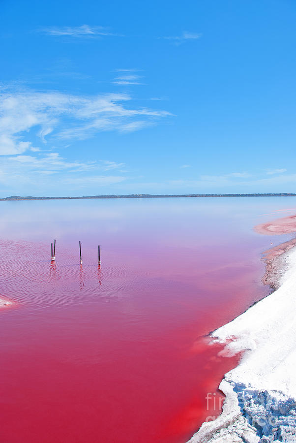 Pink Photograph - Pink Lake, Western Australia. This Lake by Konrad Mostert Pink Photograph - Pink Lake, Western Australia. This Lake by Konrad Mostert